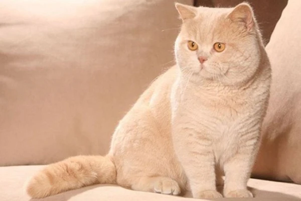 Noka Pet Shop: Điểm Đến Toàn Diện Cho Thú Cưng Yêu Quý Tại Hồ Chí Minh